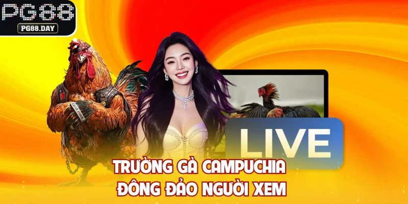 Trường gà Campuchia đông đảo người xem